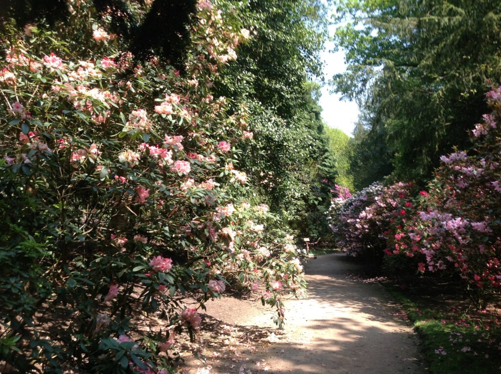 The Carriageway lined with Rhododendrons at Hare Hill 