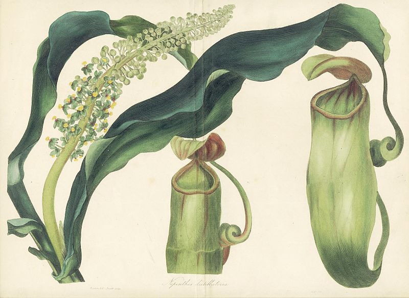 Nepenthes distillatoria, the Pitcher Plant of Sri Lanka
