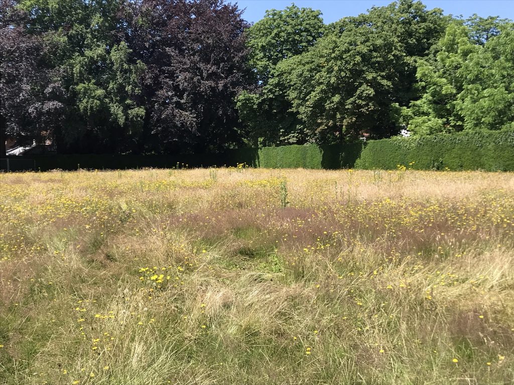 Heigham Park, Norfolk - tennis courts left as meadow