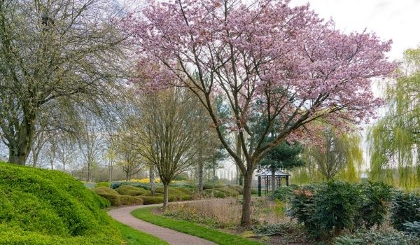 The pavilion at the East End of Campbell Park with a flowering cherry tree