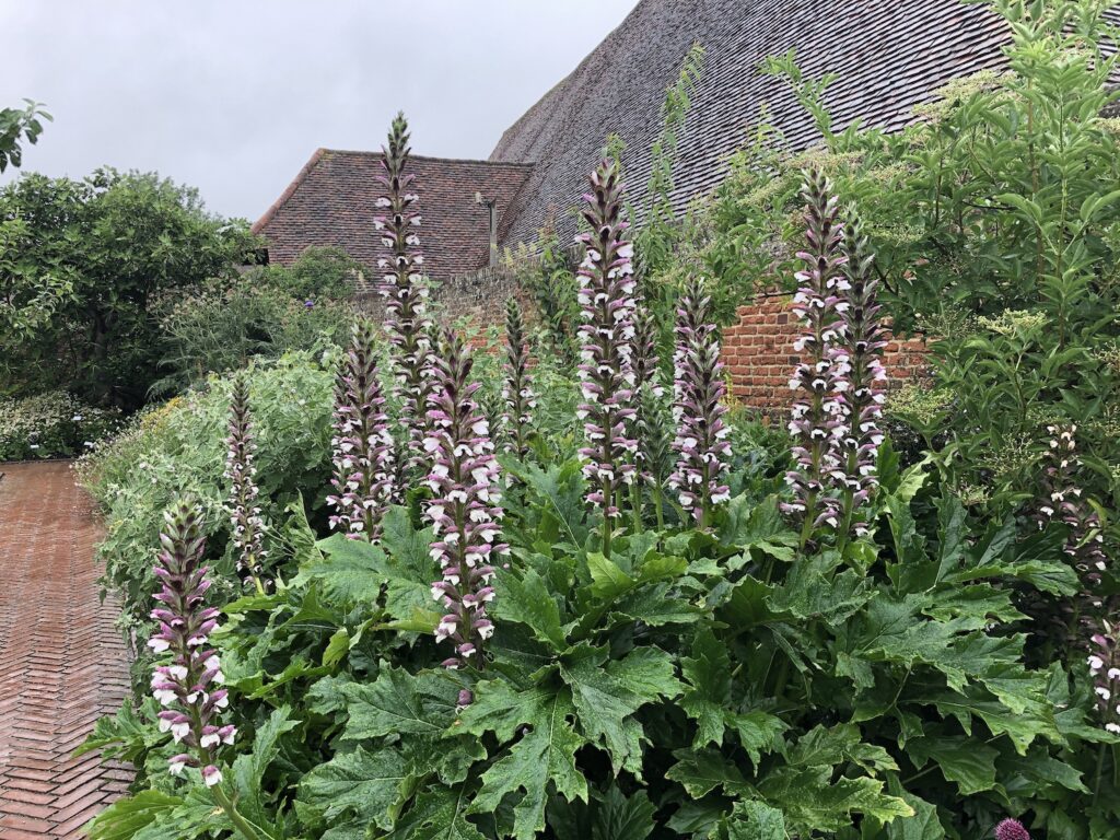 Acanthus plants growing in the border