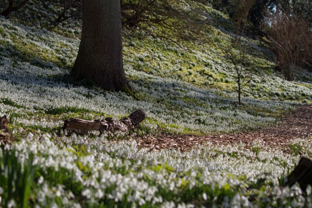 photograph of drifts of snowdrops in the woodland walk at Easton Walled Gardens