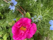 Rose in Stanwick Lakes Heritage Garden