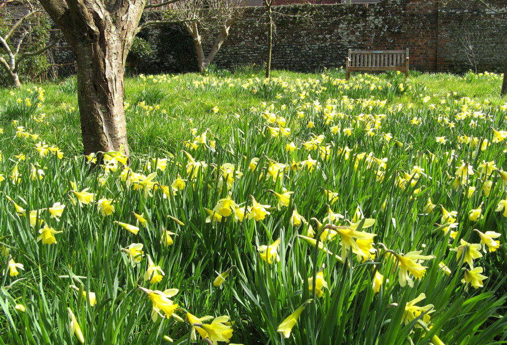 Daffodils at Petersfield Physic Garden 