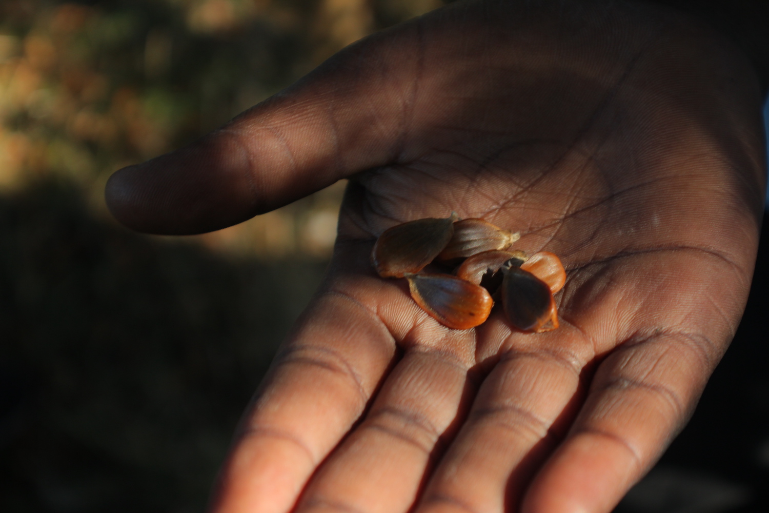 Community Grant Scheme photo of seeds in hand