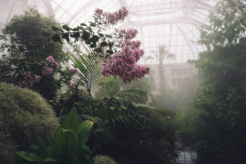 Plant with pink flowers, surrounded by mists and other green plants in a large glasshouse