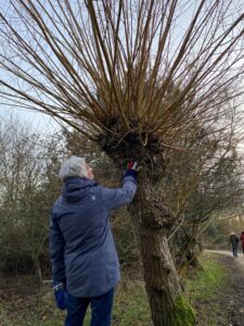 Suffolk Volunteer touching a tree at Thornham Walks