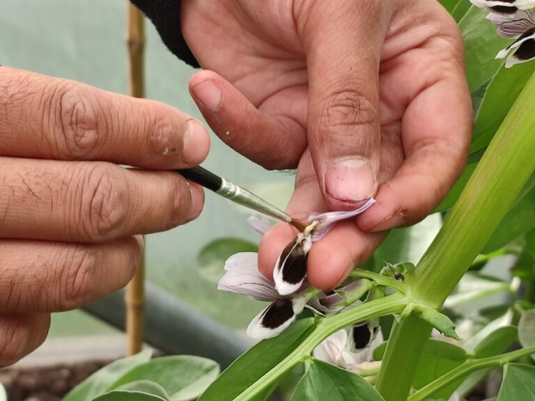 Handpollinating broad bean. Image: Heritage Seed Library