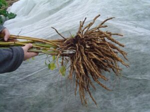 Skirret, root vegetable grown in Medieval gardens. By succulentserenity - Apios Institute wiki: https://apiosinstitute.org/, CC BY-SA 3.0, https://commons.wikimedia.org/w/index.php?curid=136666676